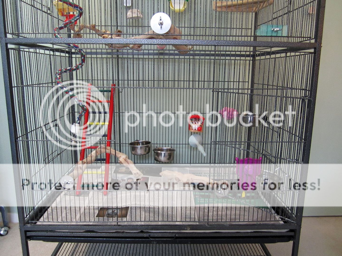 How to fully use the height of the cage? Talk Budgies Forums